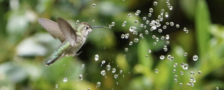 Imagen de Piensa en el colibrí